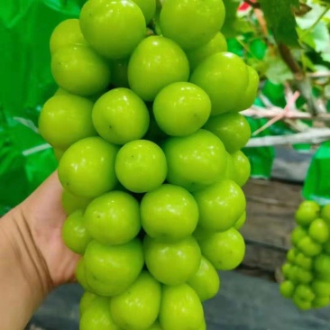 山东葡萄《抢购》临沂万亩阳光玫瑰葡萄产地看货义价专业代收
