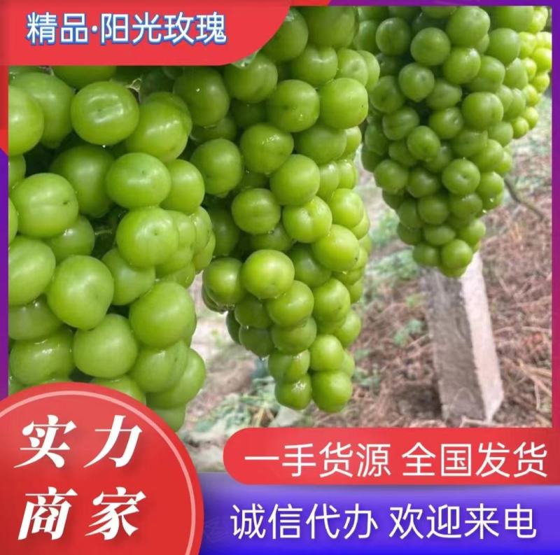 山东葡萄《抢购》临沂万亩阳光玫瑰葡萄产地看货义价专业代收