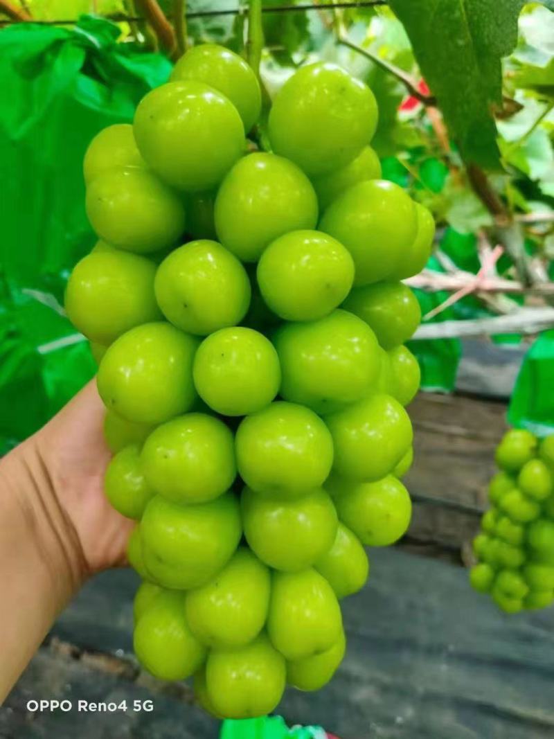 山东葡萄《抢购》临沂万亩阳光玫瑰葡萄产地看货义价专业代收