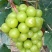 山东葡萄《抢购》临沂万亩阳光玫瑰葡萄产地看货义价专业代收