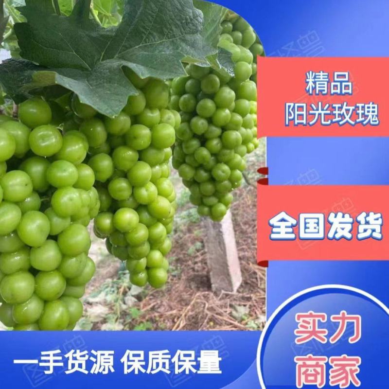 临沂晴王葡萄，阳光玫瑰葡萄已大量供应，粒大果甜，糖度高，