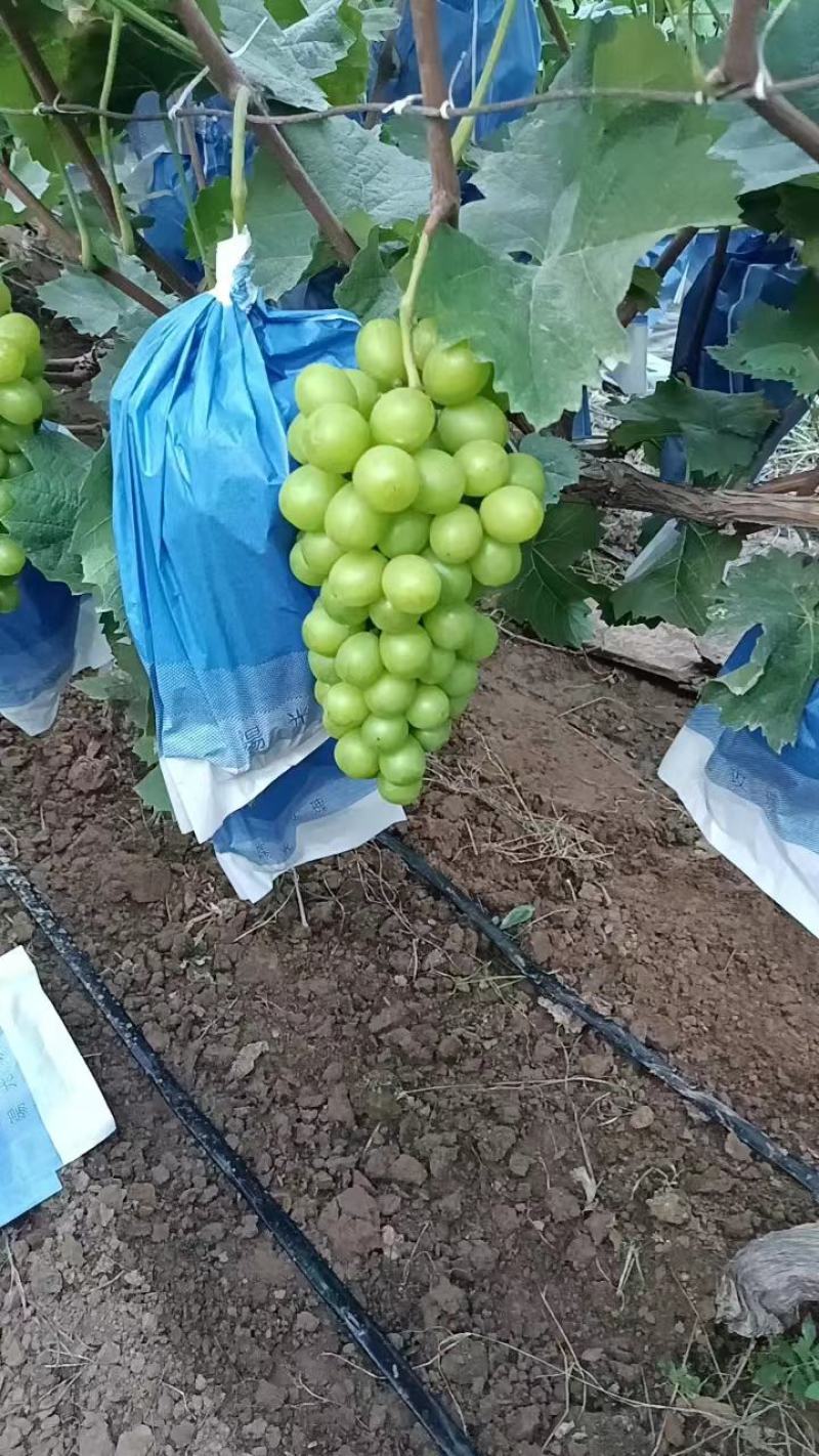 临沂晴王葡萄，阳光玫瑰葡萄已大量供应，粒大果甜，糖度高，