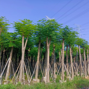 凤凰树凤凰木袋苗红花楹移植苗1-30公分大量低价出售