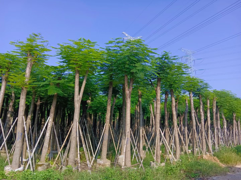 凤凰树凤凰木袋苗红花楹移植苗1-30公分大量低价出售