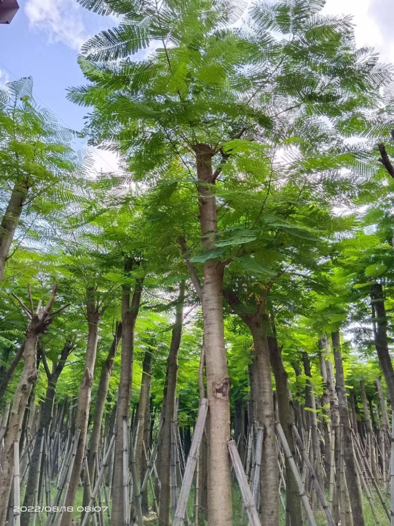 凤凰树凤凰木袋苗红花楹移植苗1-30公分大量低价出售