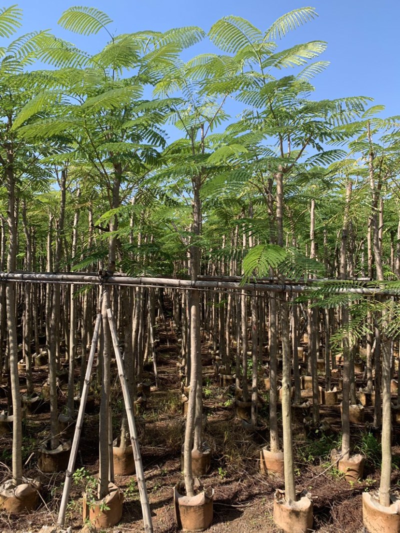 凤凰树凤凰木袋苗红花楹移植苗1-30公分大量低价出售