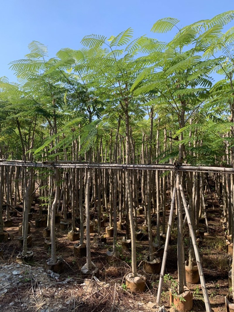 凤凰树凤凰木袋苗红花楹移植苗1-30公分大量低价出售