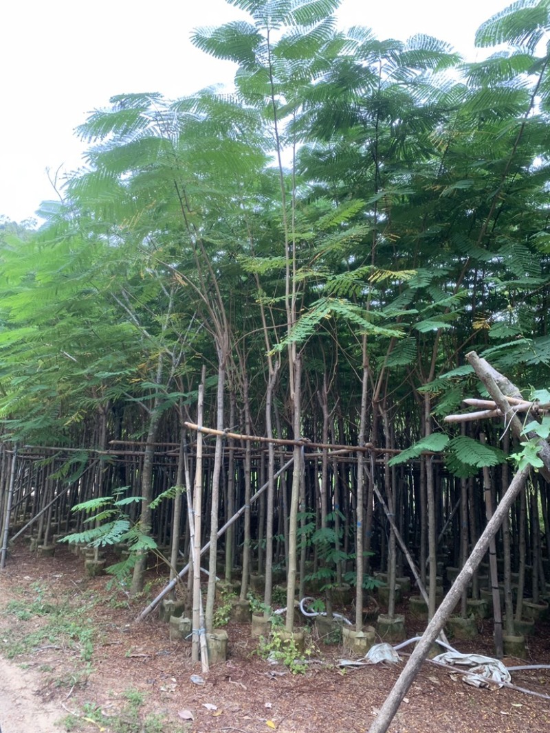 凤凰树凤凰木袋苗红花楹移植苗1-30公分大量低价出售