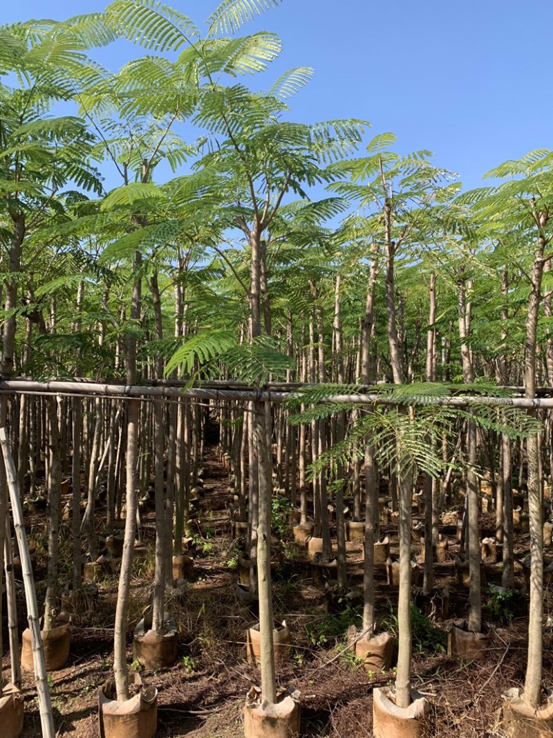 凤凰树凤凰木袋苗红花楹移植苗1-30公分大量低价出售