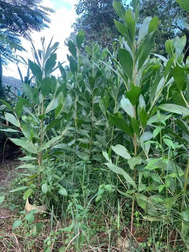 马占相思杯苗马占相美植袋苗20-300cm大叶相思