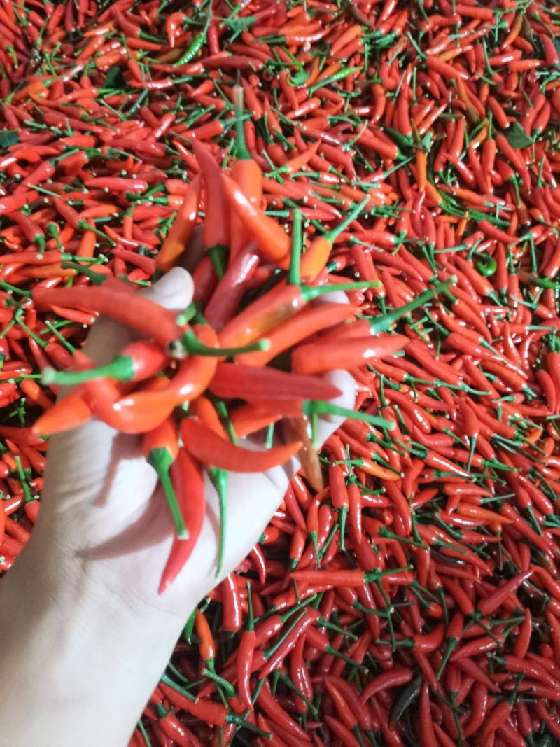 椒中玉