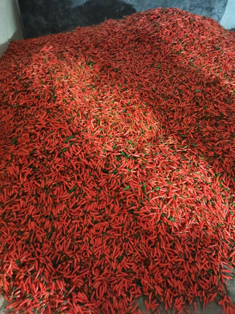 椒中玉