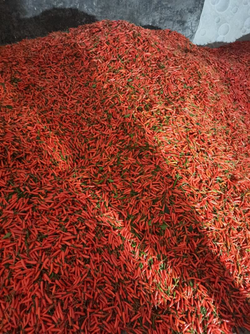 椒中玉