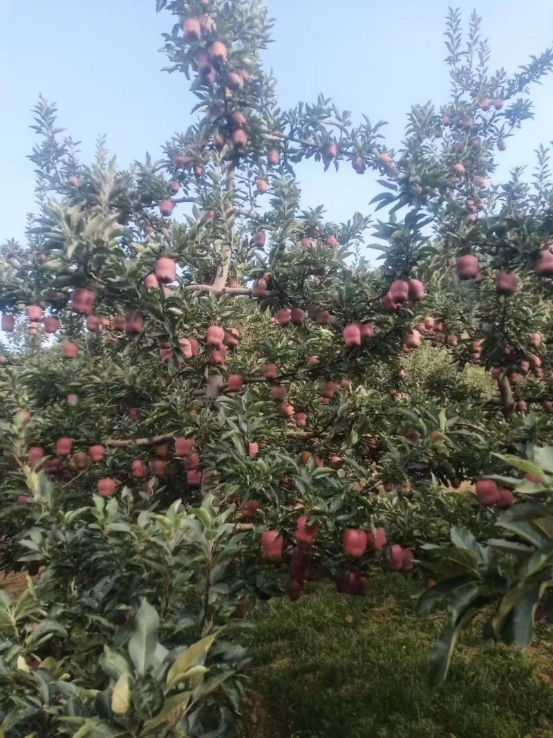 2022年花牛蛇果以上市