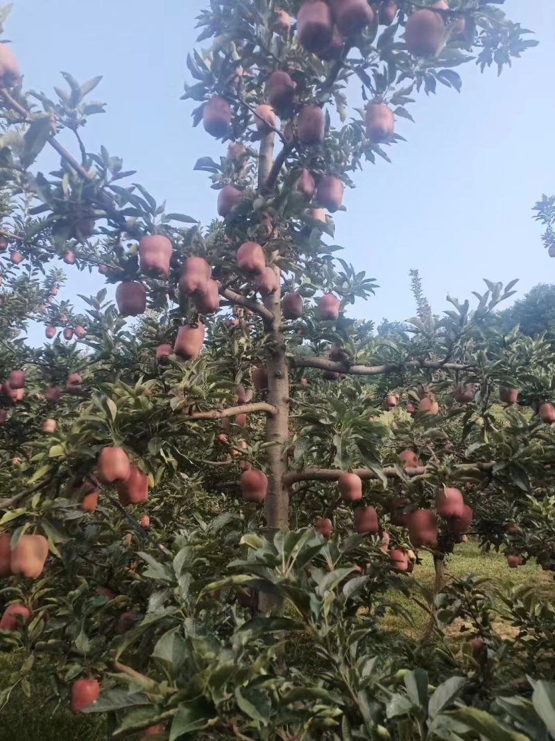 2022年花牛蛇果以上市