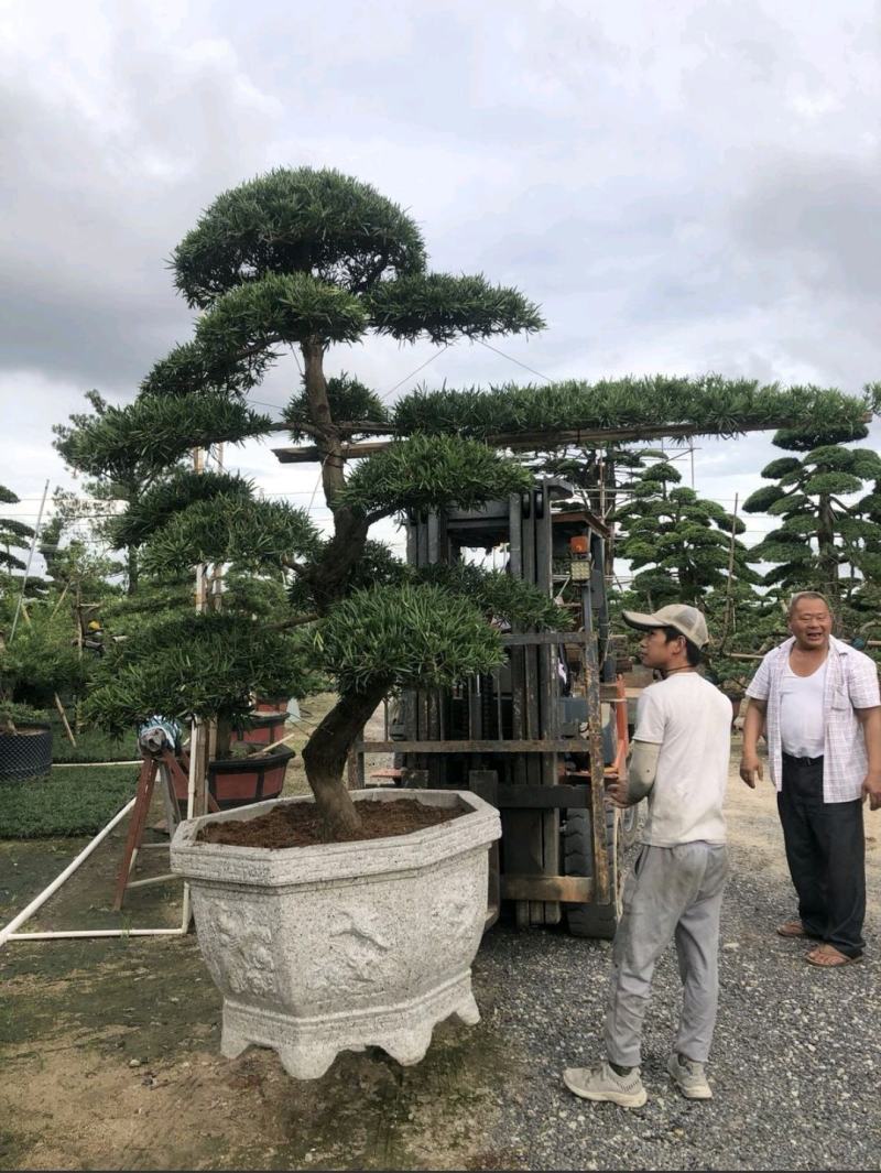 罗汉松造型盆景金钻贵妃台湾罗汉松造型盆景