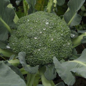 春秋佳丽西兰花种子绿花椰菜西蓝花花菜种籽秋季菜园播