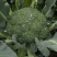 春秋佳丽西兰花种子绿花椰菜西蓝花花菜种籽秋季菜园播