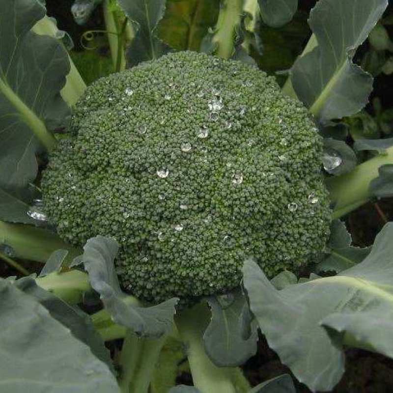 春秋佳丽西兰花种子绿花椰菜西蓝花花菜种籽秋季菜园播