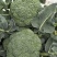 春秋佳丽西兰花种子绿花椰菜西蓝花花菜种籽秋季菜园播