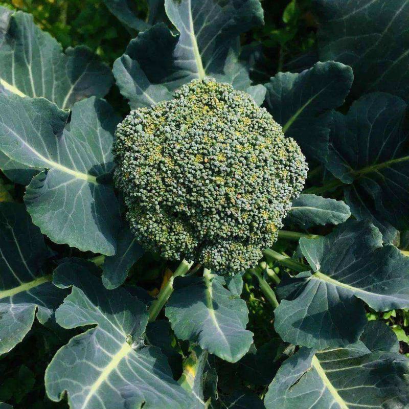 春秋佳丽西兰花种子绿花椰菜西蓝花花菜种籽秋季菜园播