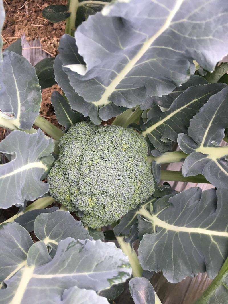 春秋佳丽西兰花种子绿花椰菜西蓝花花菜种籽秋季菜园播