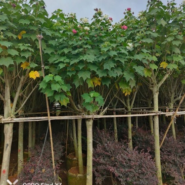 木芙蓉袋苗。欢迎咨询选购实地考察。