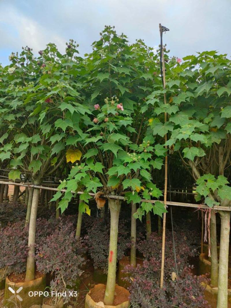 木芙蓉袋苗。欢迎咨询选购实地考察。