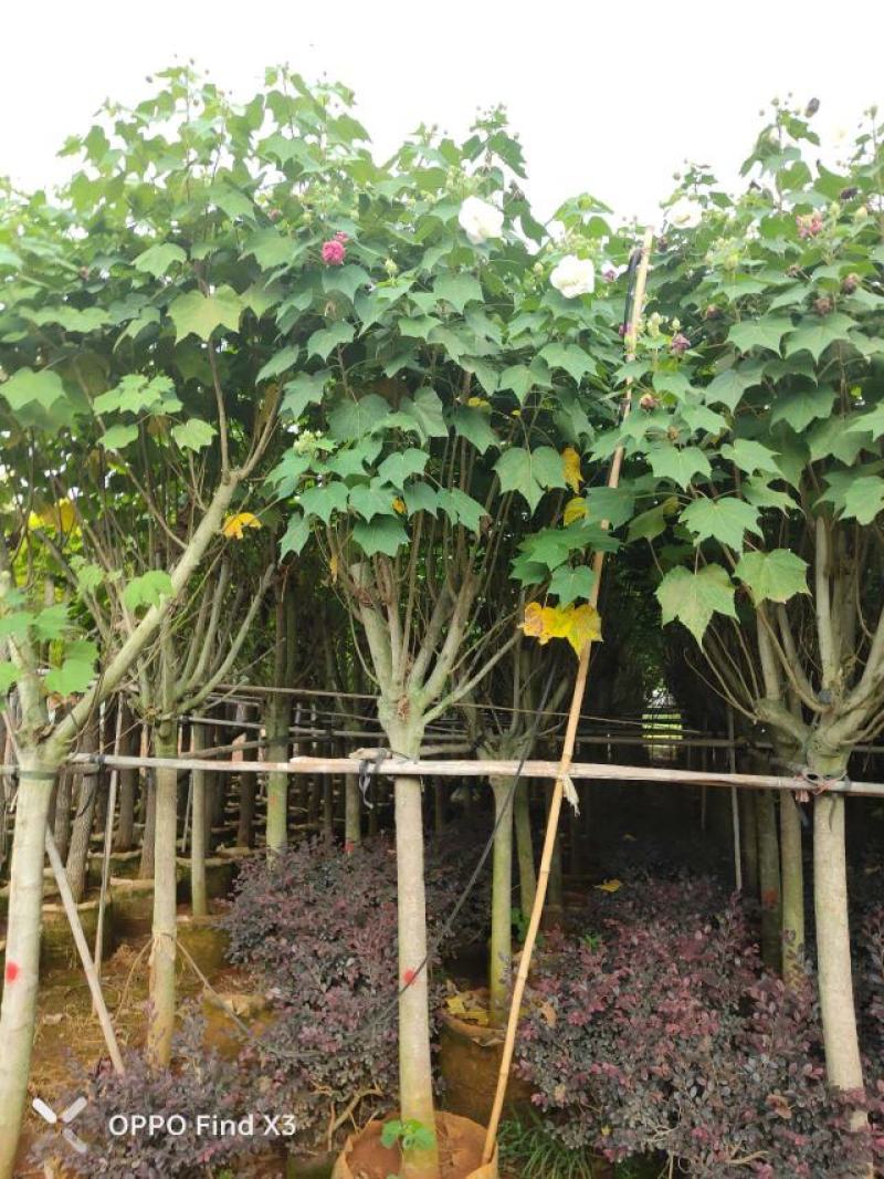 木芙蓉袋苗。欢迎咨询选购实地考察。