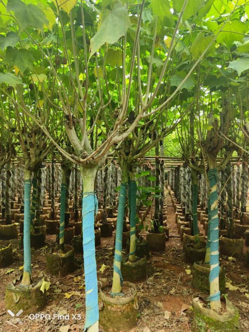 木芙蓉袋苗。欢迎咨询选购实地考察。