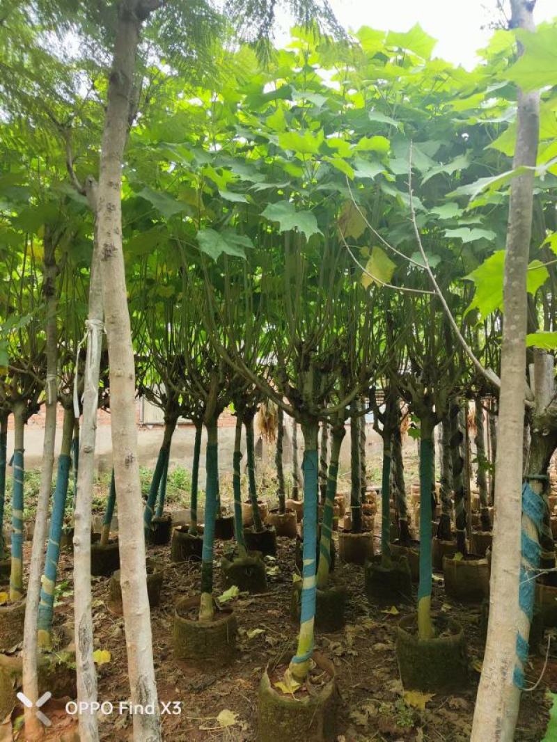 木芙蓉袋苗。欢迎咨询选购实地考察。