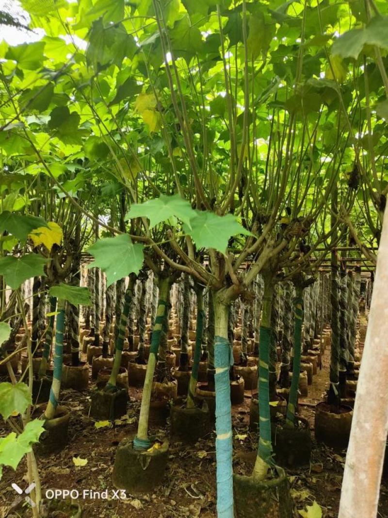 木芙蓉袋苗。欢迎咨询选购实地考察。