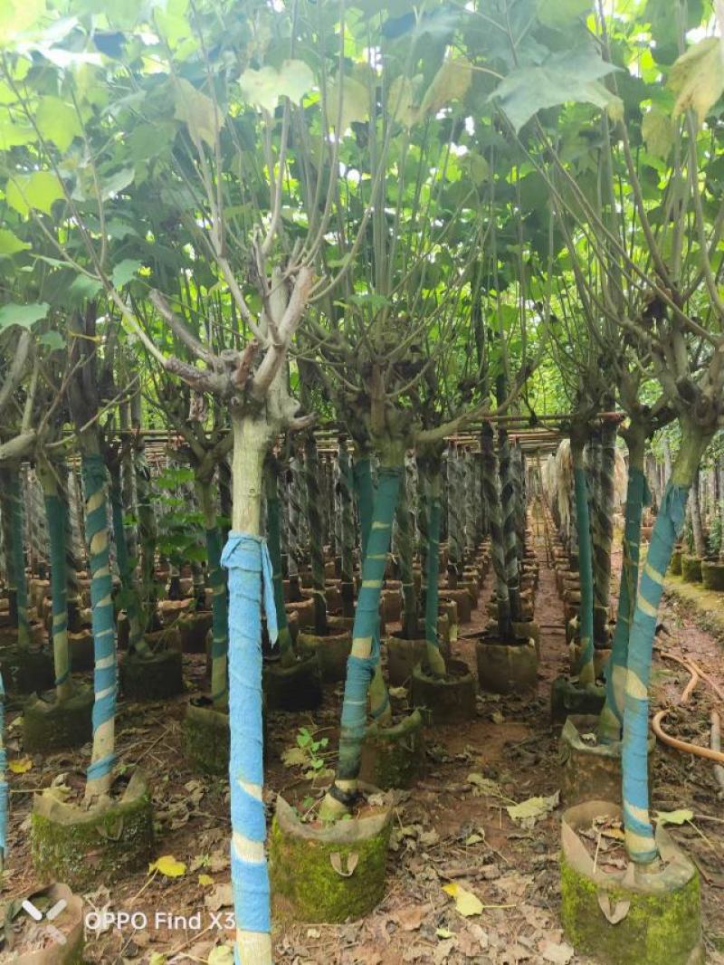 木芙蓉袋苗。欢迎咨询选购实地考察。