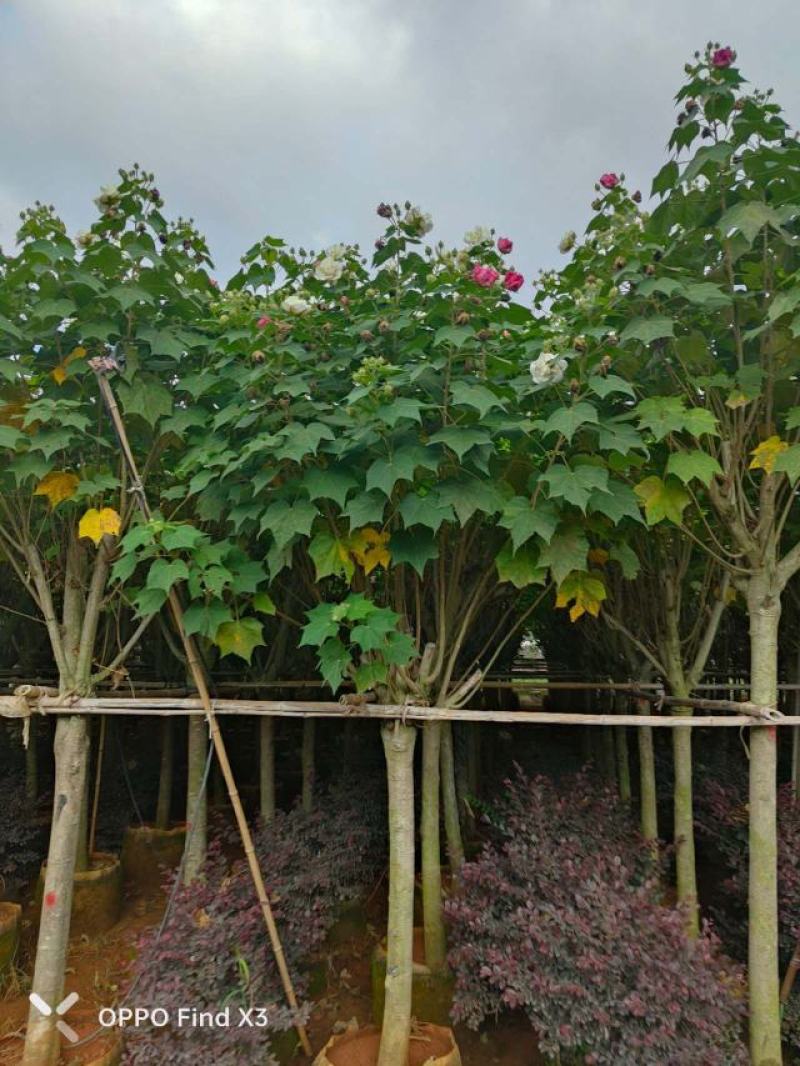 木芙蓉袋苗。欢迎咨询选购实地考察。