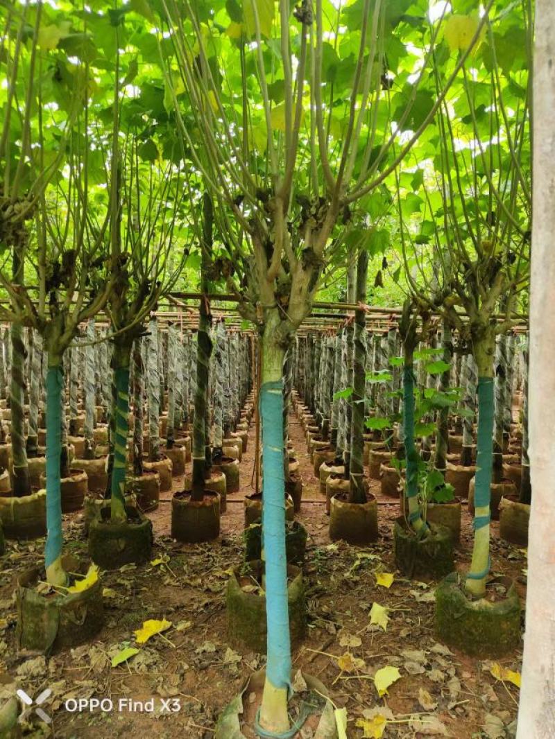 木芙蓉袋苗。欢迎咨询选购实地考察。