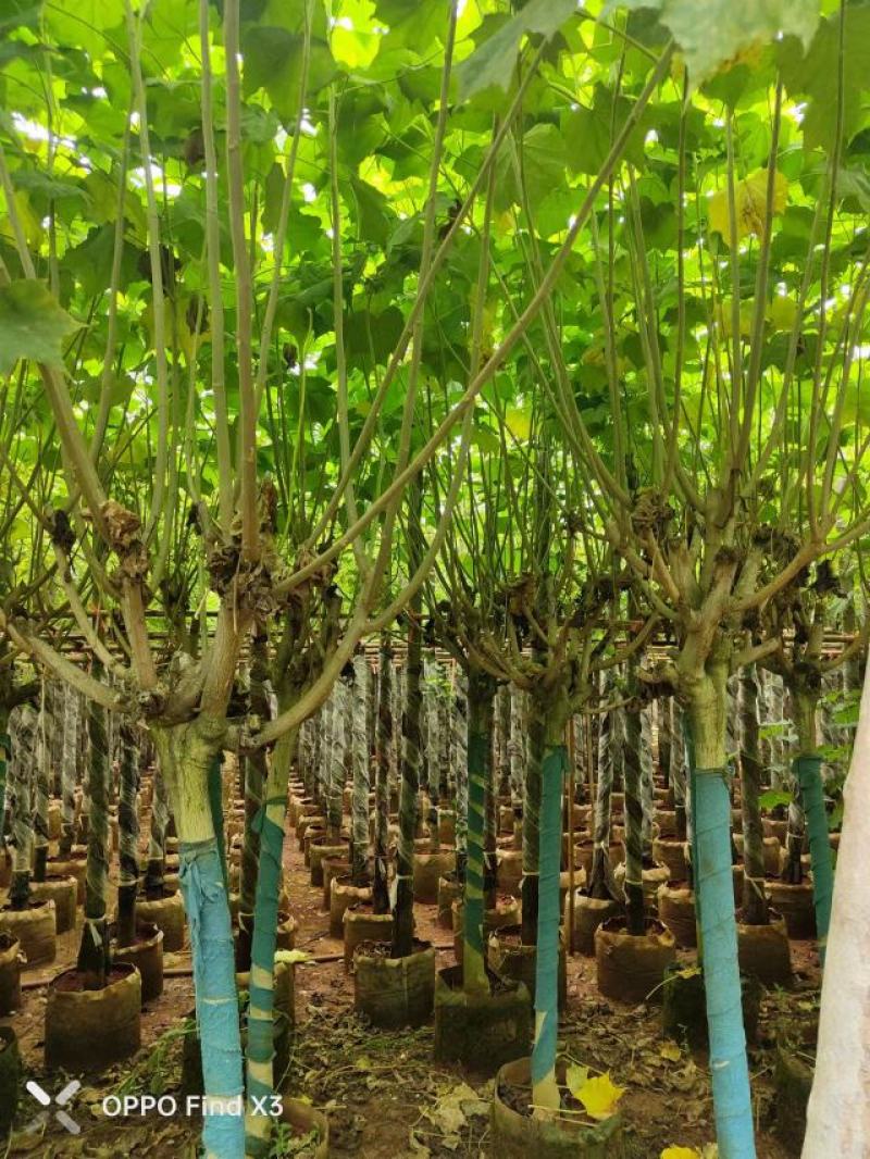 木芙蓉袋苗。欢迎咨询选购实地考察。