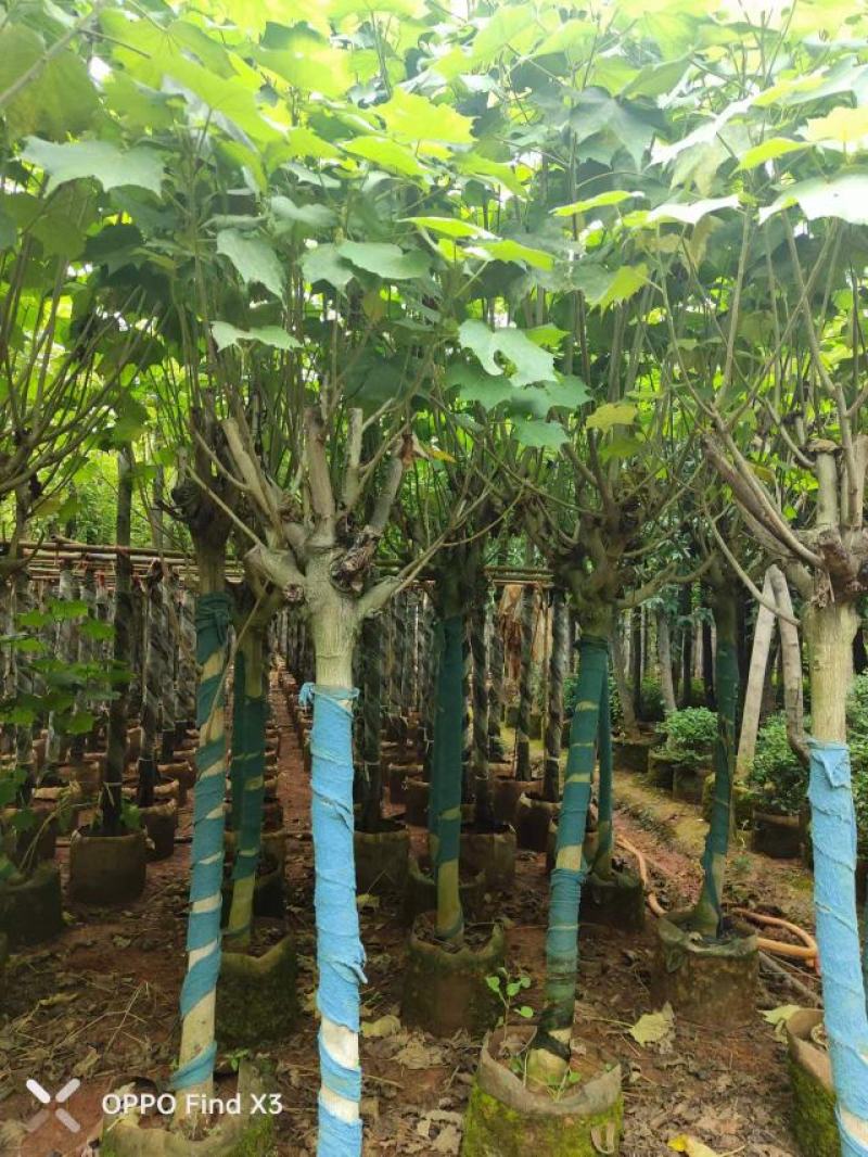 木芙蓉袋苗。欢迎咨询选购实地考察。