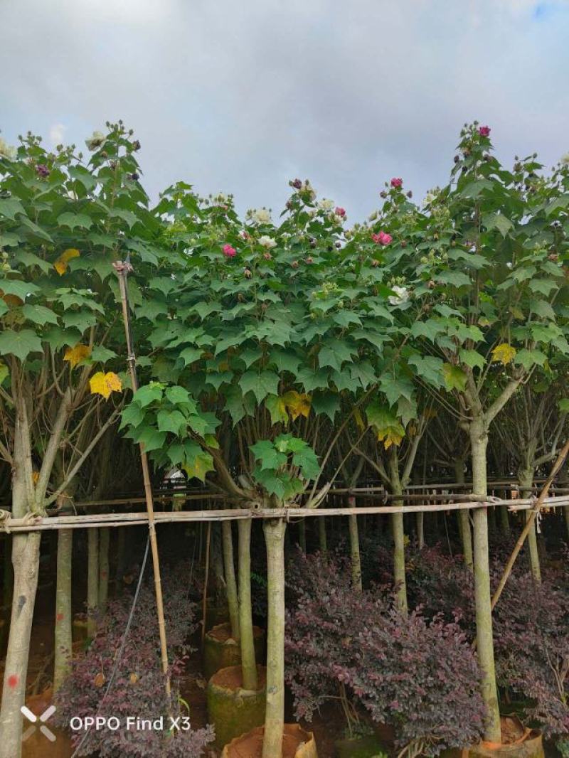 木芙蓉袋苗。欢迎咨询选购实地考察。