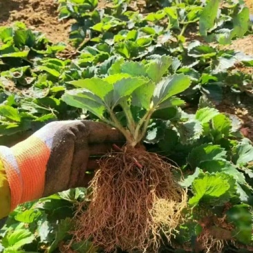 红颜草莓苗脱毒草莓苗达赛草莓苗，基地现挖苗打冷发货快又好