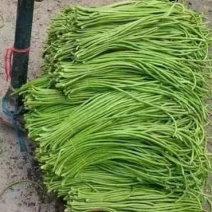 精品长豆角