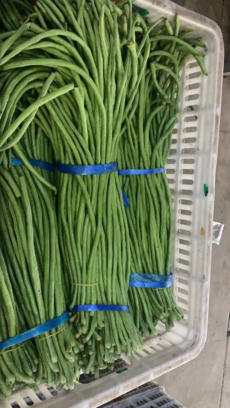 精品长豆角