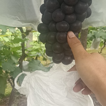 北镇飓风葡萄，无籽颗粒大颜色黑。价格便宜
