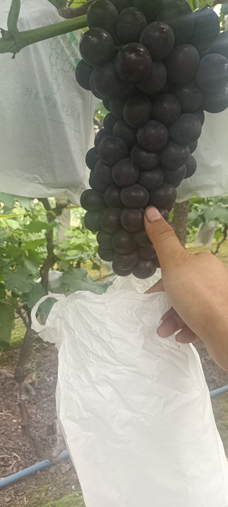 北镇飓风葡萄，无籽颗粒大颜色黑。价格便宜