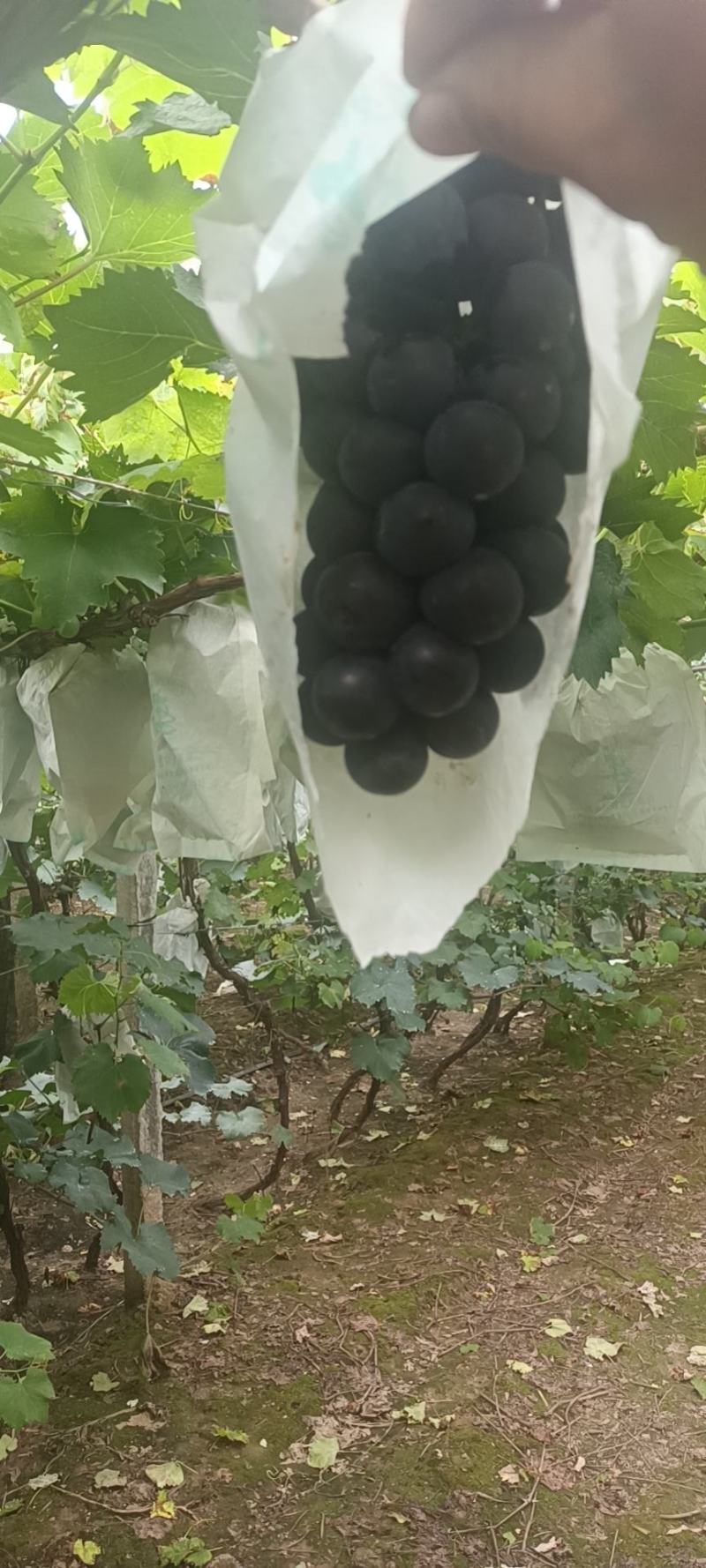 北镇飓风葡萄，无籽颗粒大颜色黑。价格便宜