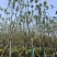 蓝花楹15-16公分，成活率高，树形优美