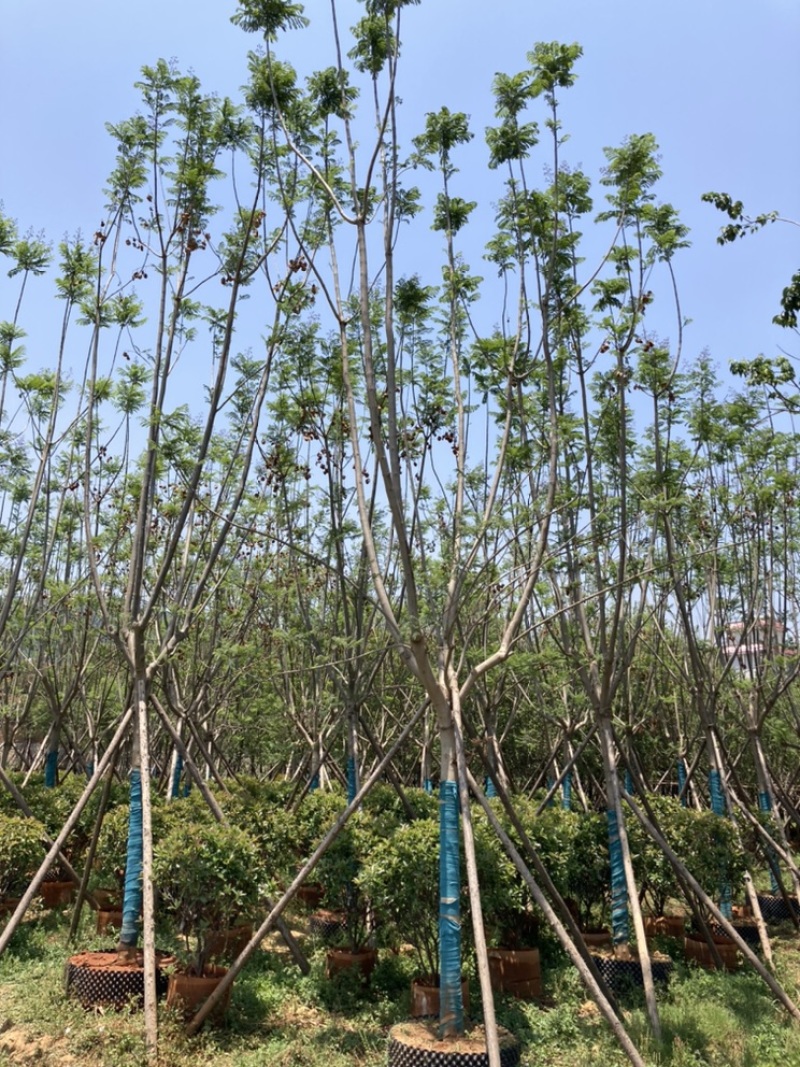 蓝花楹15-16公分，成活率高，树形优美