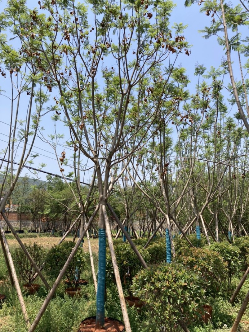 蓝花楹15-16公分，成活率高，树形优美
