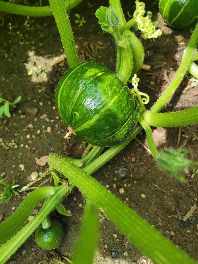 土豆洋葱，大白菜