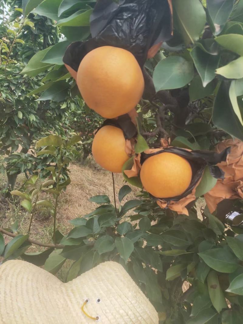 黄金梨秋月梨晚秋黄梨上市了