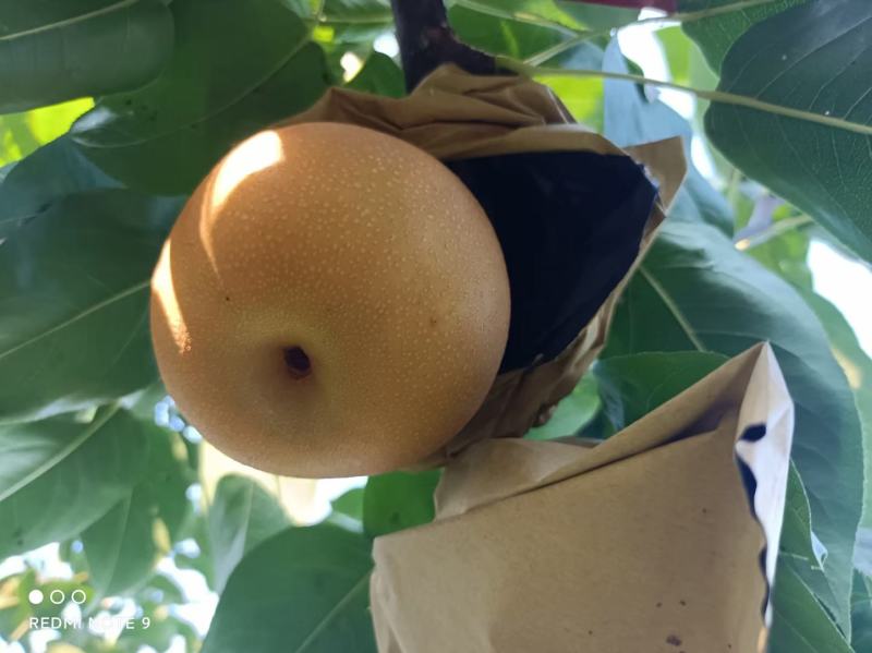 黄金梨秋月梨晚秋黄梨上市了